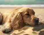 Calming Dog Music